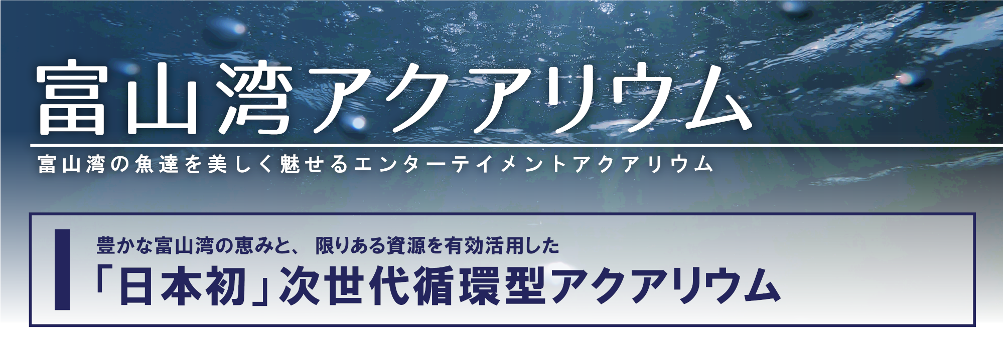 【富山湾アクアリウムの展示】<br>富山湾の魚を間近で見よう